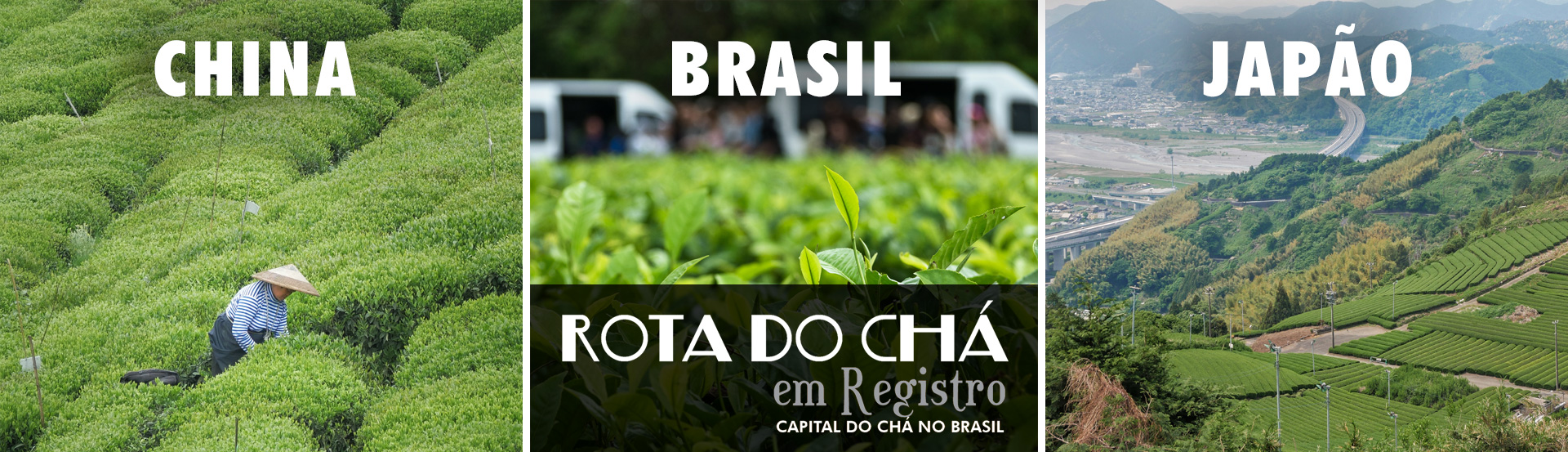 Tea Tours